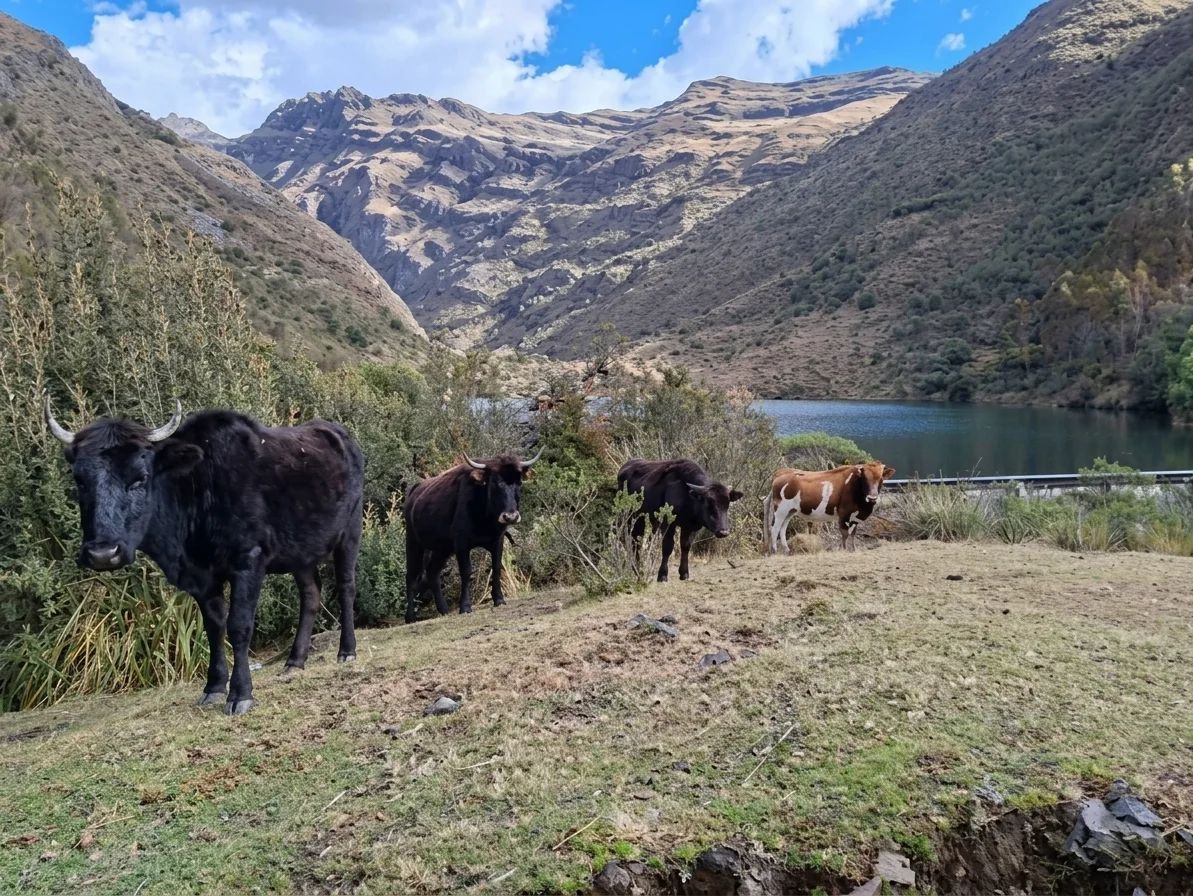 Laguna Patarcocha - fotografía 6